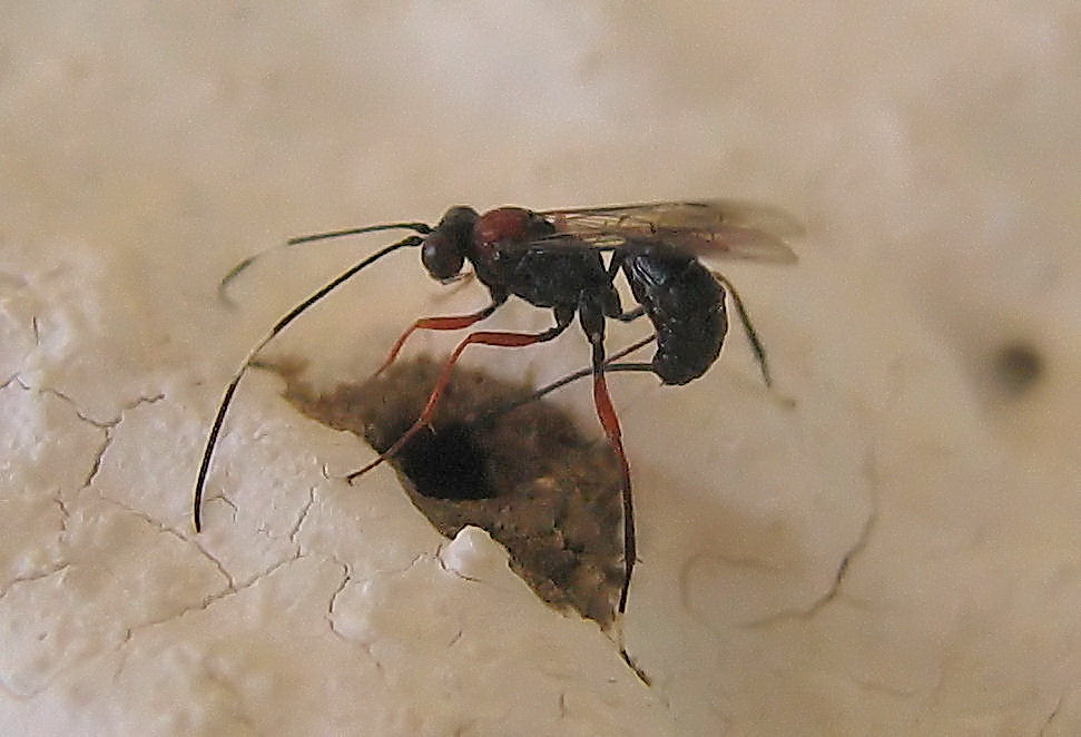 Ichneumonidae