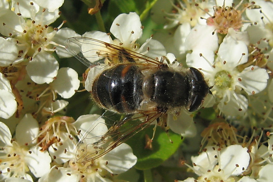 Un altro Sirphidae da identificare