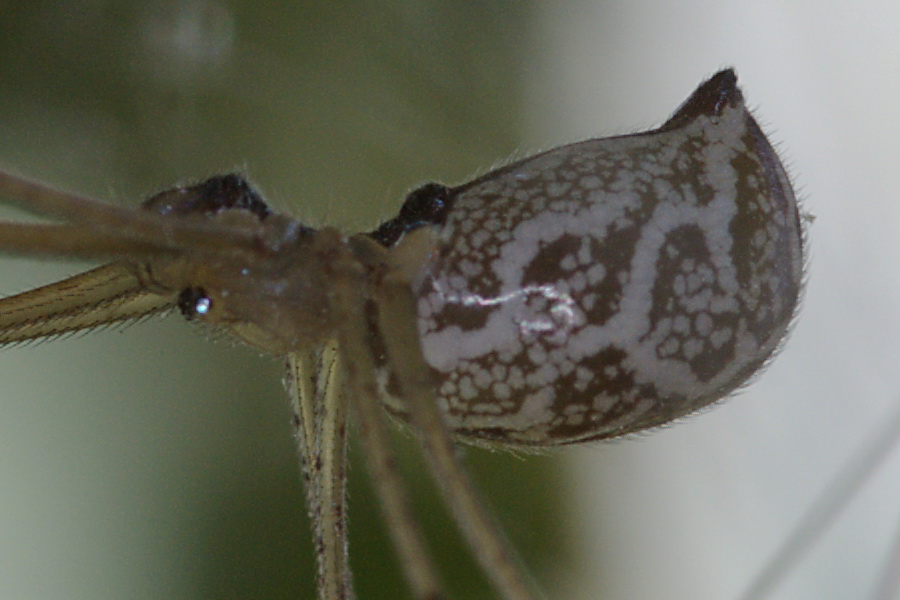 Ragni caserecci: Pholcus phalangioides