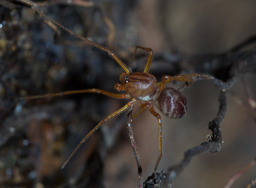 Scytodes velutina