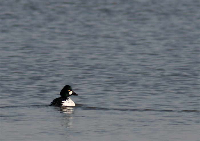 Bucephala clangula