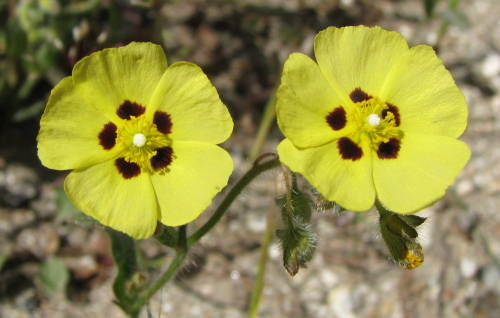 prati peloritani2- Tuberaria guttata