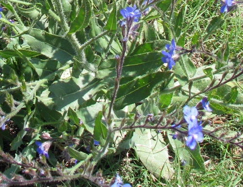 Anchusa azurea Mill (A. italica Retz)