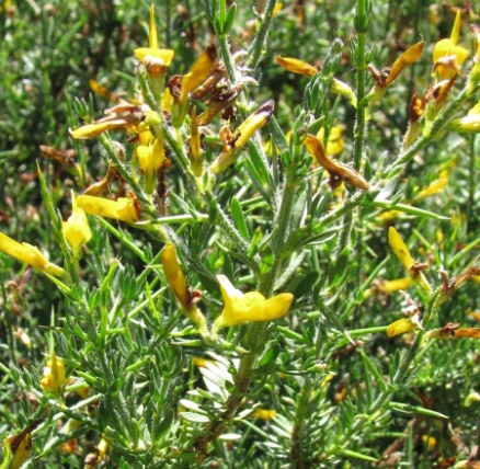 Genista cupanii Gussone