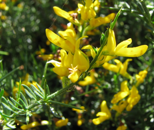 Genista cupanii Gussone