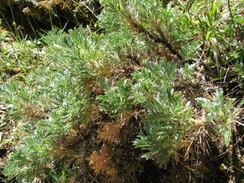 Astragalus nebrodensis / Astragalo dei Nebrodi