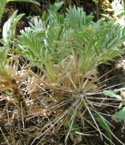 Astragalus nebrodensis / Astragalo dei Nebrodi