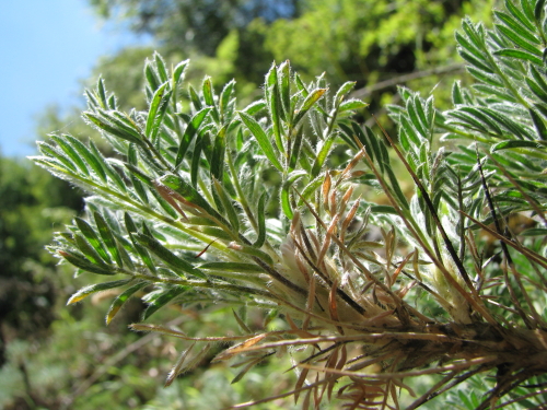 Astragalus nebrodensis / Astragalo dei Nebrodi