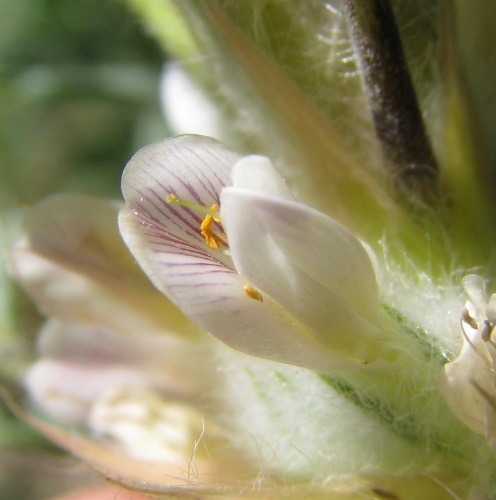 Astragalus nebrodensis / Astragalo dei Nebrodi