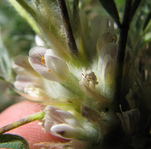 Astragalus nebrodensis / Astragalo dei Nebrodi