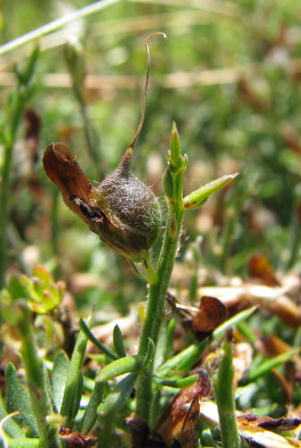 Genista cupanii Gussone