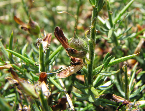 Genista cupanii Gussone