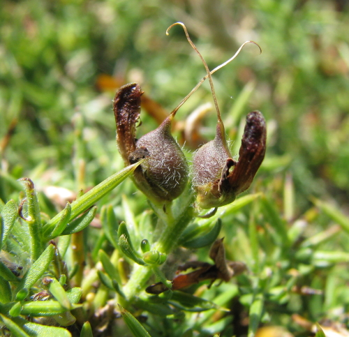 Genista cupanii Gussone