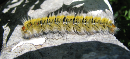 bruco peloritano - Lasiocampa (Pachygastria) trifolii