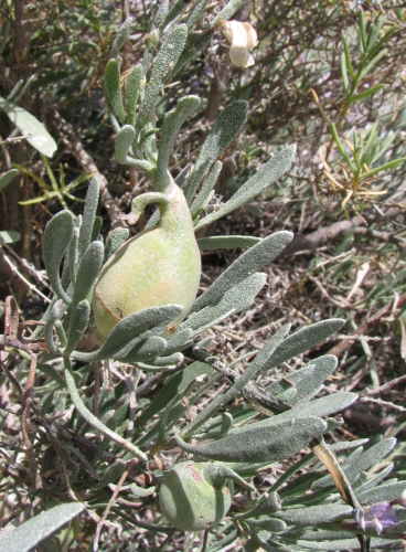 costa Agrigentina - Limoniastrum monopetalum