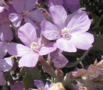 costa Agrigentina - Limoniastrum monopetalum