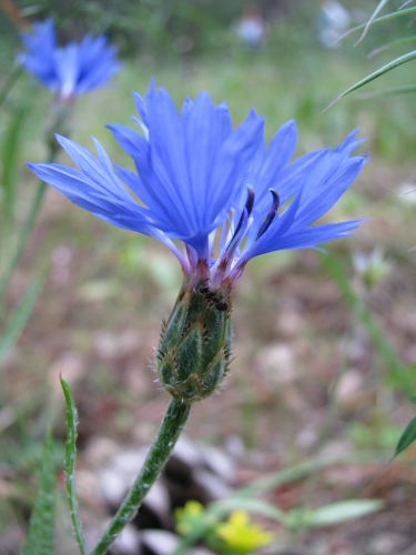 Fiordaliso - Cyanus segetum