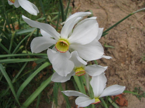 narciso della Sila - Narcissus poticus