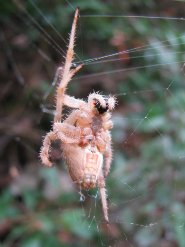 Araneus?