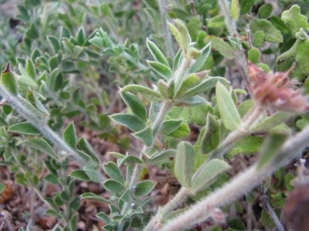 Pantelleria..Lotus hirsutus (=Dorycnium hirsutum)