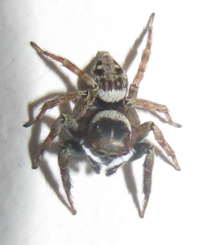 Evarcha sp.