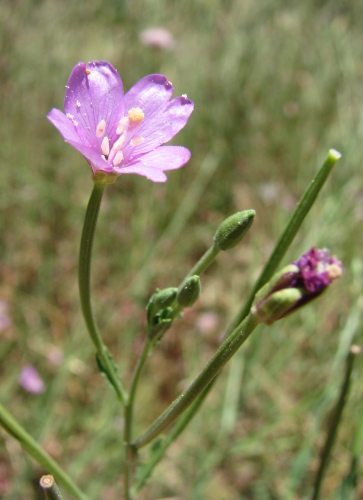 Epilobium tetragonum / Garofanino quadrelletto