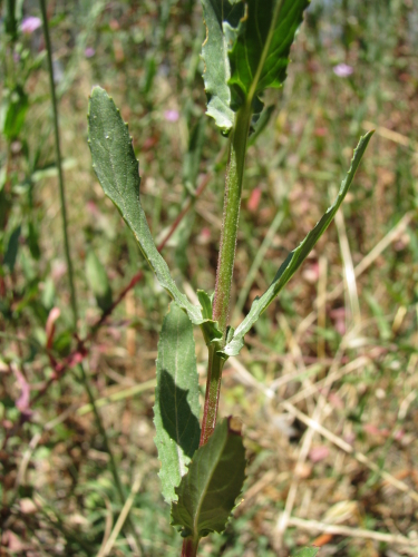 Epilobium tetragonum / Garofanino quadrelletto