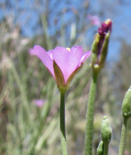 Epilobium tetragonum / Garofanino quadrelletto