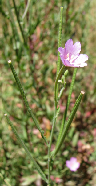 Epilobium tetragonum / Garofanino quadrelletto