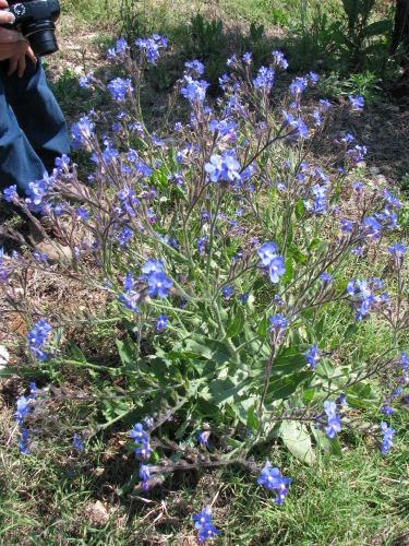 Anchusa azurea Mill (A. italica Retz)