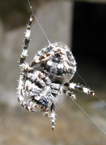 Araneus sp.