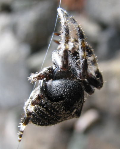 Araneus sp.