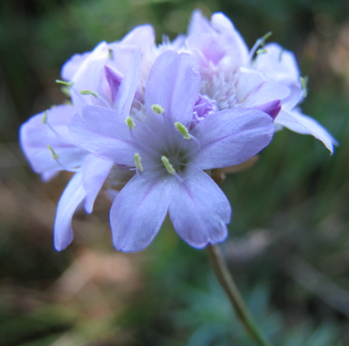 Armeria nebrodensis