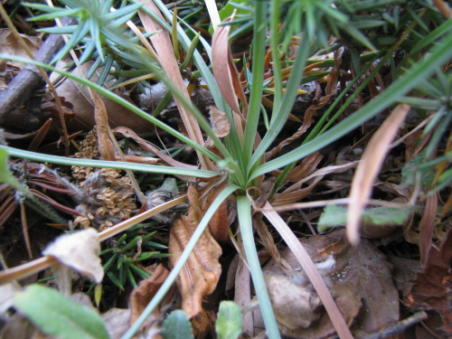 Armeria nebrodensis