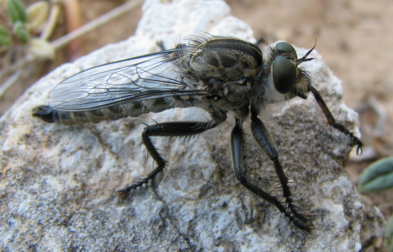 asilidae madonie (Pa)