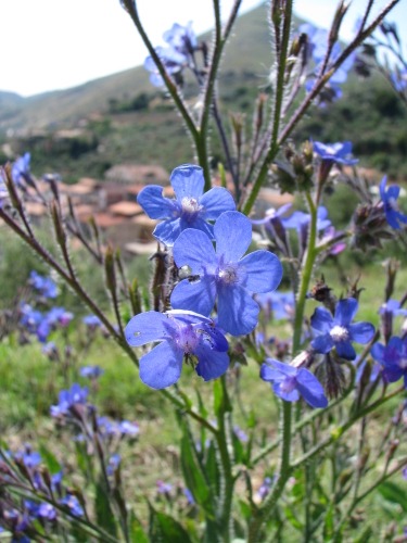 Anchusa azurea Mill (A. italica Retz)