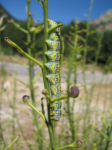 Bruco su Scrophularia sp.