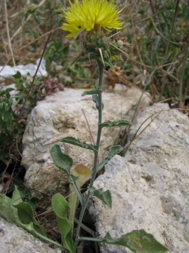 Centaurea sicula / Fiordaliso siculo