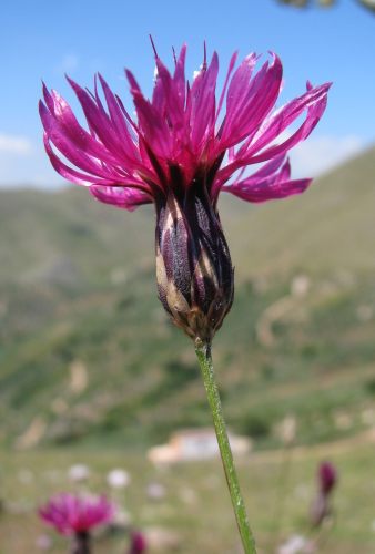 Crupina crupinastrum