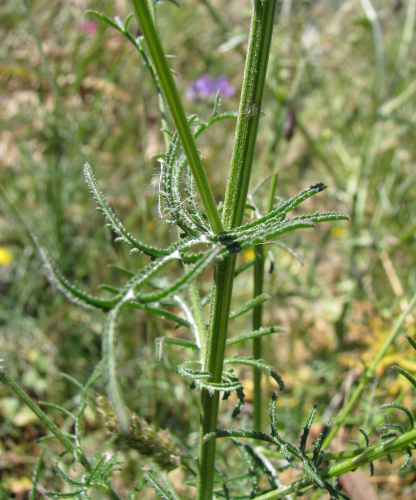 Crupina crupinastrum