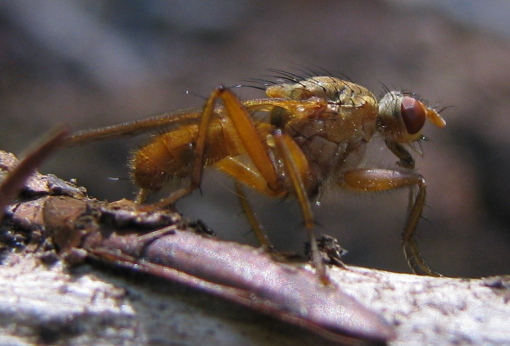 Scathophaga cf. lutaria (Scathophagidae)