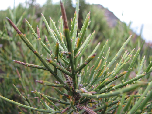 Genista aspalathoides Lam.