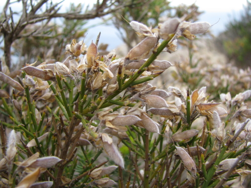 Genista aspalathoides Lam.