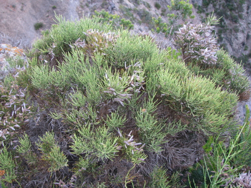 Genista aspalathoides Lam.