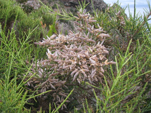 Genista aspalathoides Lam.