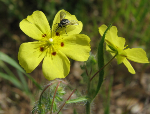 prati peloritani2- Tuberaria guttata