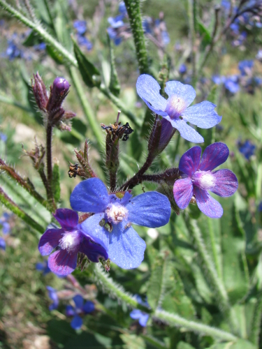 Anchusa azurea Mill (A. italica Retz)