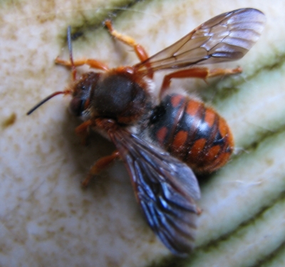 dal nicchio di Sphincterochila: Rhodanthidium sticticum