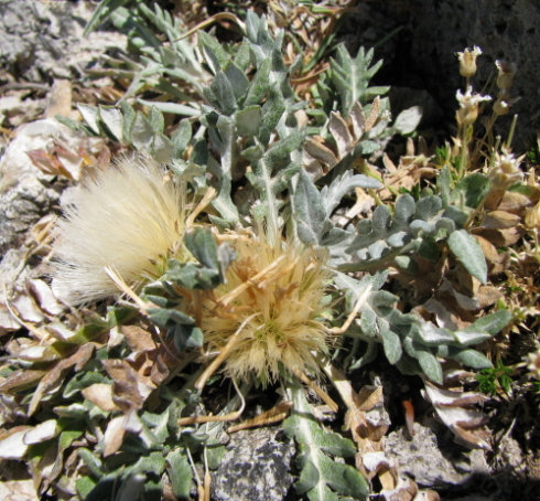 Jurinea bocconei / Cardo di Boccone