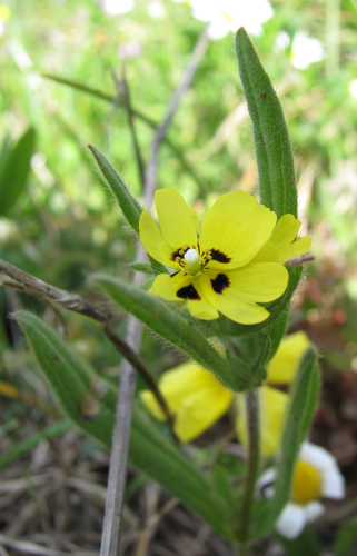 prati peloritani2- Tuberaria guttata